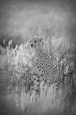 Africa, Asia, Botswana, Cheetah, Kalahari, Kalahari, Kenya, Namibia, "South Africa", Tanzania, Zambia, Zimbabwe, artistic, bertazzoni, conservation, hunter, infrared, jungle, nature, parks, poaching,