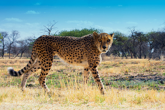 Africa, Asia, Botswana, Cheetah, Kalahari, Kalahari, Kenya, Namibia, "South Africa", Tanzania, Zambia, Zimbabwe, artistic, bertazzoni, conservation, hunter, infrared, jungle, nature, parks, poaching,