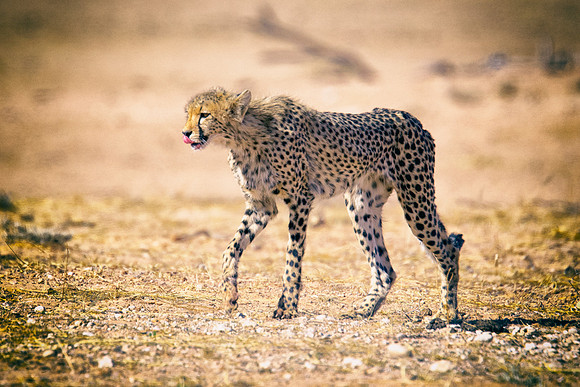 Africa, Asia, Botswana, Cheetah, Kalahari, Kalahari, Kenya, Namibia, "South Africa", Tanzania, Zambia, Zimbabwe, artistic, bertazzoni, conservation, hunter, infrared, jungle, nature, parks, poaching,