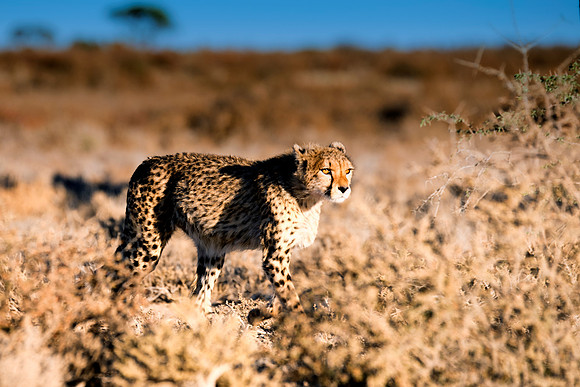 Africa, Asia, Botswana, Cheetah, Kalahari, Kalahari, Kenya, Namibia, "South Africa", Tanzania, Zambia, Zimbabwe, artistic, bertazzoni, conservation, hunter, infrared, jungle, nature, parks, poaching,