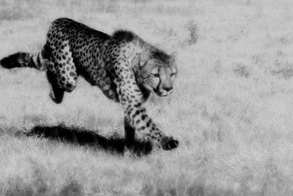 Africa, Asia, Botswana, Kenya, Namibia, Tanzania, Zimbabwe, artistic, black & white, cheetah, jungle, predator, savanna, savanna, speed, spots, zoo