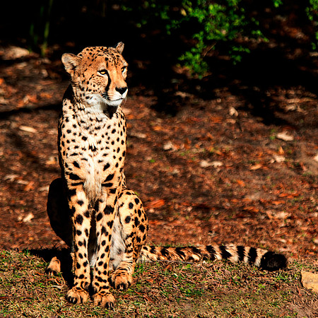 Africa, Asia, Botswana, Cheetah, Kalahari, Kalahari, Kenya, Namibia, "South Africa", Tanzania, Zambia, Zimbabwe, artistic, bertazzoni, conservation, hunter, infrared, jungle, nature, parks, poaching,