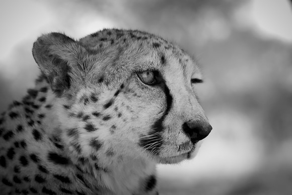 Africa, Asia, Botswana, Cheetah, Kalahari, Kalahari, Kenya, Namibia, "South Africa", Tanzania, Zambia, Zimbabwe, artistic, bertazzoni, conservation, hunter, infrared, jungle, nature, parks, poaching,