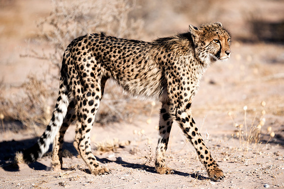 Africa, Asia, Botswana, Cheetah, Kalahari, Kalahari, Kenya, Namibia, "South Africa", Tanzania, Zambia, Zimbabwe, artistic, bertazzoni, conservation, hunter, infrared, jungle, nature, parks, poaching,