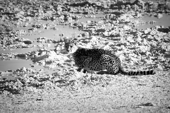 Africa, Asia, Botswana, Cheetah, Kalahari, Kalahari, Kenya, Namibia, "South Africa", Tanzania, Zambia, Zimbabwe, artistic, bertazzoni, conservation, hunter, infrared, jungle, nature, parks, poaching,