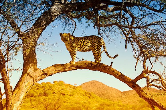 Camouflage, leopard, savanna, spots, teeth, claws, sabres, tail, detail, Africa, India, conservation, Tanzania, Kenya, Botswana, Namibia, Mozambique, " South Africa", Zimbabwe, Zambia, poaching, parks