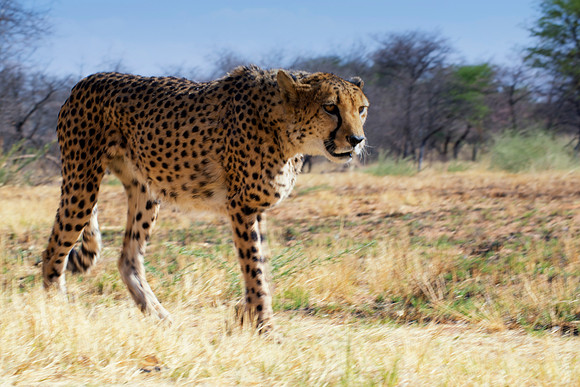 Africa, Asia, Botswana, Cheetah, Kalahari, Kalahari, Kenya, Namibia, "South Africa", Tanzania, Zambia, Zimbabwe, artistic, bertazzoni, conservation, hunter, infrared, jungle, nature, parks, poaching,