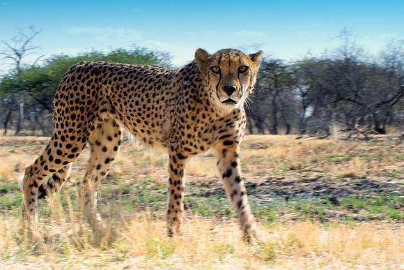 Africa, Asia, Botswana, Cheetah, Kalahari, Kalahari, Kenya, Namibia, "South Africa", Tanzania, Zambia, Zimbabwe, artistic, bertazzoni, conservation, hunter, infrared, jungle, nature, parks, poaching,