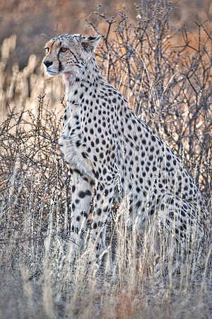 Africa, Asia, Botswana, Cheetah, Kalahari, Kalahari, Kenya, Namibia, "South Africa", Tanzania, Zambia, Zimbabwe, artistic, bertazzoni, conservation, hunter, infrared, jungle, nature, parks, poaching,