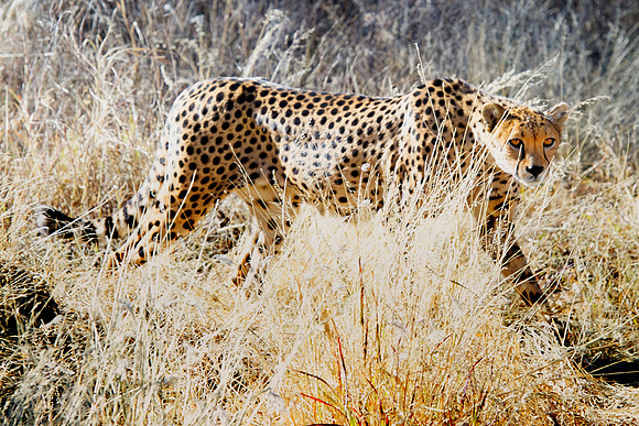 Africa, Asia, Botswana, Cheetah, Kalahari, Kalahari, Kenya, Namibia, "South Africa", Tanzania, Zambia, Zimbabwe, artistic, conservation, hunter, infrared, jungle, nature, parks, poaching, safari, sava