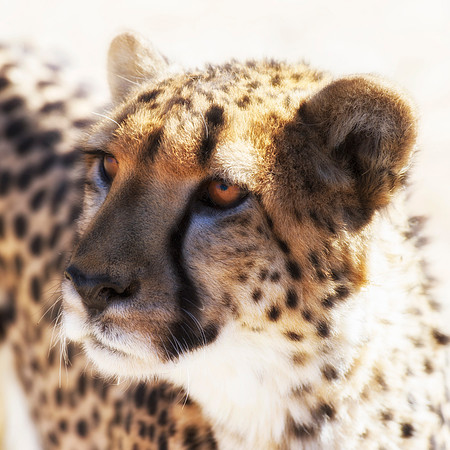Africa, Asia, Botswana, Cheetah, Kalahari, Kalahari, Kenya, Namibia, "South Africa", Tanzania, Zambia, Zimbabwe, artistic, conservation, hunter, infrared, jungle, nature, parks, poaching, safari, sava