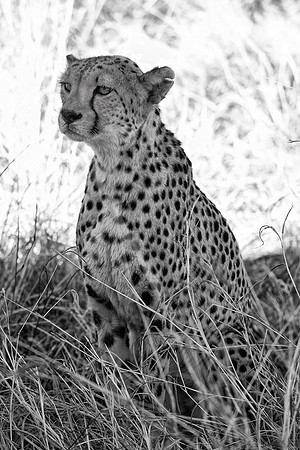 Cheetah