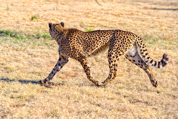 Africa, Cheetah, Kalahari, Namibia, artistic, hunter, infrared, jungle, nature, parks, safari, savanna, scenic, speed, wildlife, Tanzania, Asia, Kenya, "South Africa", Botswana, Kalahari, Zimbabwe, Za
