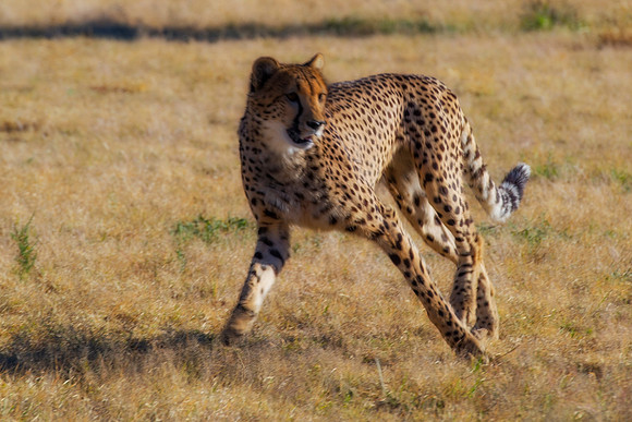 Africa, Cheetah, Kalahari, Namibia, artistic, hunter, infrared, jungle, nature, parks, safari, savanna, scenic, speed, wildlife, Tanzania, Asia, Kenya, "South Africa", Botswana, Kalahari, Zimbabwe, Za
