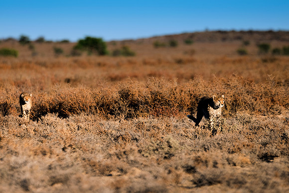 Africa, Asia, Botswana, Cheetah, Kalahari, Kalahari, Kenya, Namibia, "South Africa", Tanzania, Zambia, Zimbabwe, artistic, bertazzoni, conservation, hunter, infrared, jungle, nature, parks, poaching,