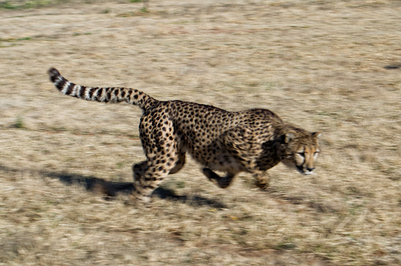 Africa, Cheetah, Kalahari, Namibia, artistic, hunter, infrared, jungle, nature, parks, safari, savanna, scenic, speed, wildlife, Tanzania, Asia, Kenya, "South Africa", Botswana, Kalahari, Zimbabwe, Za
