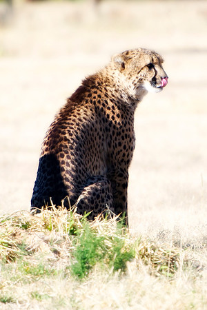 Africa, Cheetah, Kalahari, Namibia, artistic, hunter, infrared, jungle, nature, parks, safari, savanna, scenic, speed, wildlife, Tanzania, Asia, Kenya, "South Africa", Botswana, Kalahari, Zimbabwe, Za