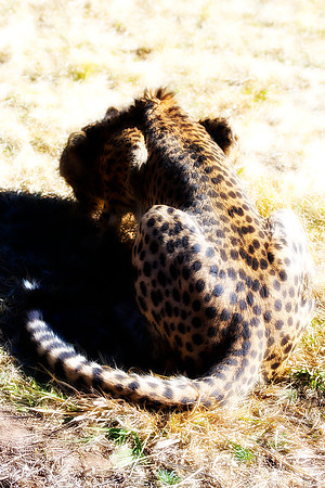 Africa, Asia, Botswana, Cheetah, Kalahari, Kalahari, Kenya, Namibia, "South Africa", Tanzania, Zambia, Zimbabwe, artistic, conservation, hunter, infrared, jungle, nature, parks, poaching, safari, sava