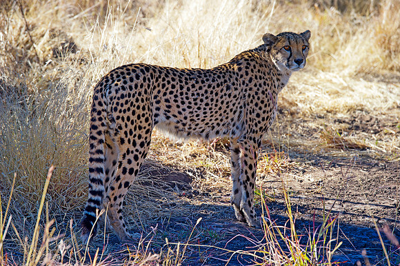 Africa, Asia, Botswana, Cheetah, Kalahari, Kalahari, Kenya, Namibia, "South Africa", Tanzania, Zambia, Zimbabwe, artistic, conservation, hunter, infrared, jungle, nature, parks, poaching, safari, sava