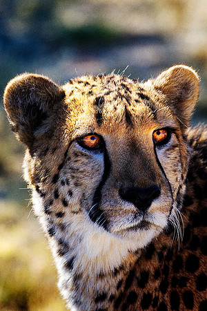 Africa, Asia, Botswana, Cheetah, Kalahari, Kalahari, Kenya, Namibia, "South Africa", Tanzania, Zambia, Zimbabwe, artistic, conservation, hunter, infrared, jungle, nature, parks, poaching, safari, sava