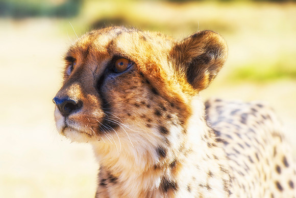 Africa, Asia, Botswana, Cheetah, Kalahari, Kalahari, Kenya, Namibia, "South Africa", Tanzania, Zambia, Zimbabwe, artistic, conservation, hunter, infrared, jungle, nature, parks, poaching, safari, sava