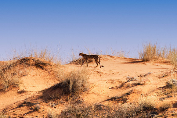 Africa, Asia, Botswana, Cheetah, Kalahari, Kalahari, Kenya, Namibia, "South Africa", Tanzania, Zambia, Zimbabwe, artistic, bertazzoni, conservation, hunter, infrared, jungle, nature, parks, poaching,