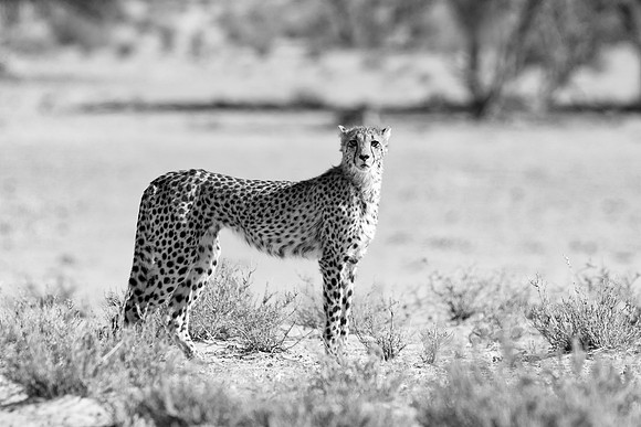 Africa, Asia, Botswana, Cheetah, Kalahari, Kalahari, Kenya, Namibia, "South Africa", Tanzania, Zambia, Zimbabwe, artistic, bertazzoni, conservation, hunter, infrared, jungle, nature, parks, poaching,