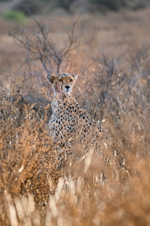 Africa, Asia, Botswana, Cheetah, Kalahari, Kalahari, Kenya, Namibia, "South Africa", Tanzania, Zambia, Zimbabwe, artistic, bertazzoni, conservation, hunter, infrared, jungle, nature, parks, poaching,