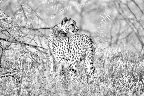Africa, Asia, Botswana, Cheetah, Kalahari, Kalahari, Kenya, Namibia, "South Africa", Tanzania, Zambia, Zimbabwe, artistic, bertazzoni, conservation, hunter, infrared, jungle, nature, parks, poaching,