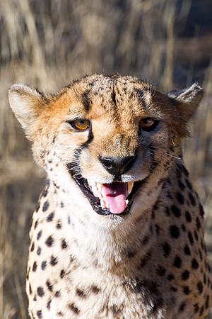 Africa, Asia, Botswana, Cheetah, Kalahari, Kalahari, Kenya, Namibia, "South Africa", Tanzania, Zambia, Zimbabwe, artistic, bertazzoni, conservation, hunter, infrared, jungle, nature, parks, poaching,