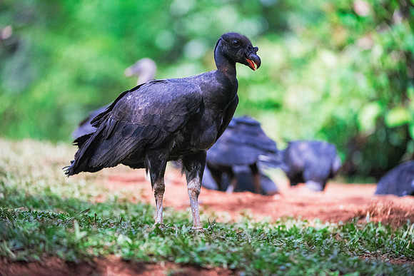 JuvenileKing Vulture