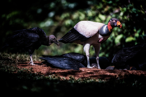 King Vulture