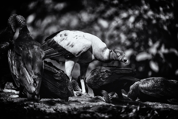 King Vulture