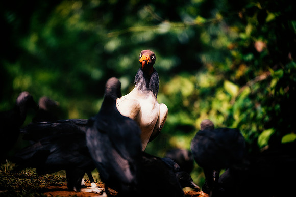 King Vulture