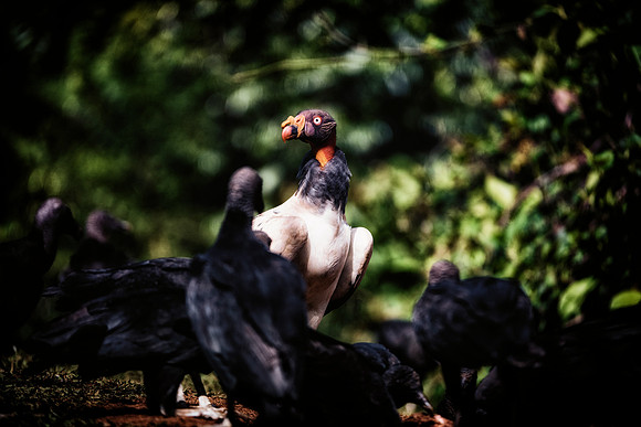 King Vulture