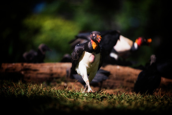 King Vulture