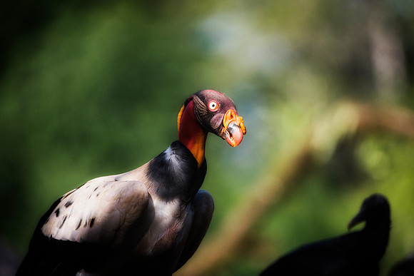 King Vulture