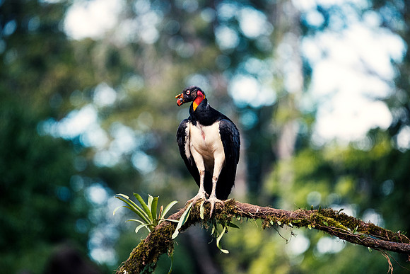 King Vulture
