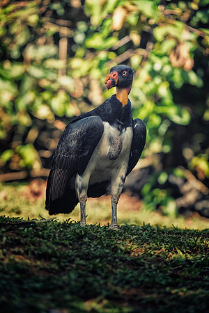 King Vulture