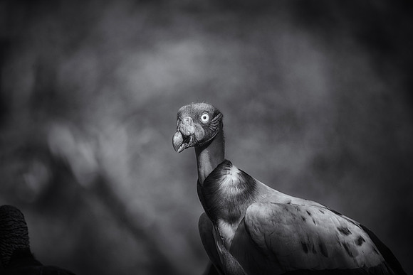 King Vulture