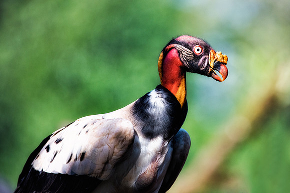 King Vulture