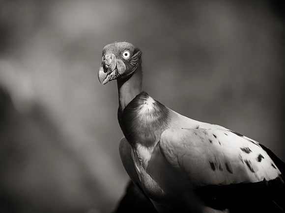 King Vulture