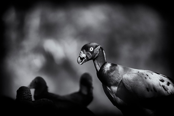 King Vulture