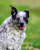 Blu Heeler Mix