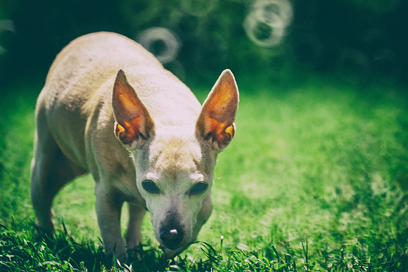 Chihuahua Mix