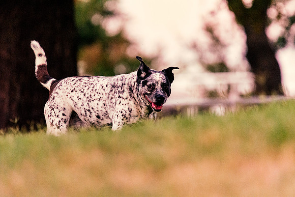 Blue Heeler Mix