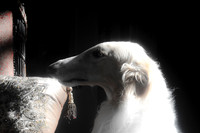 Borzoi, "black & white", contrast, couch, dog, highlight, house, interior, shade