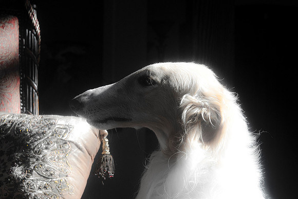 Borzoi, "black & white", contrast, couch, dog, highlight, house, interior, shade
