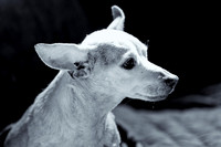 Chihuahua Mix