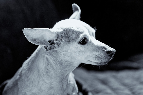 Chihuahua Mix